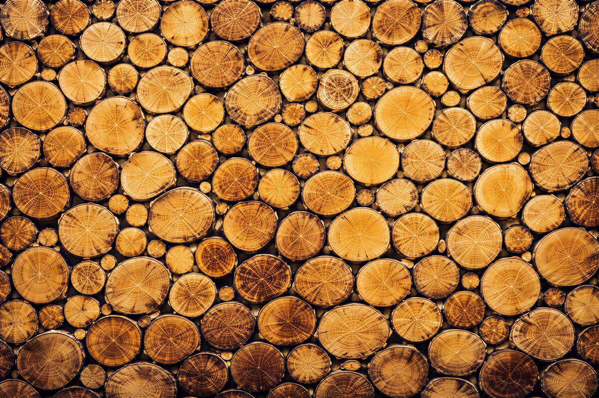 Fototapeta przekroje pni drzew brązowe naturalne drewno rustykalne