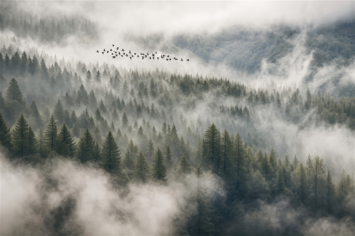 Fototapeta Mglisty las i ptaszki.