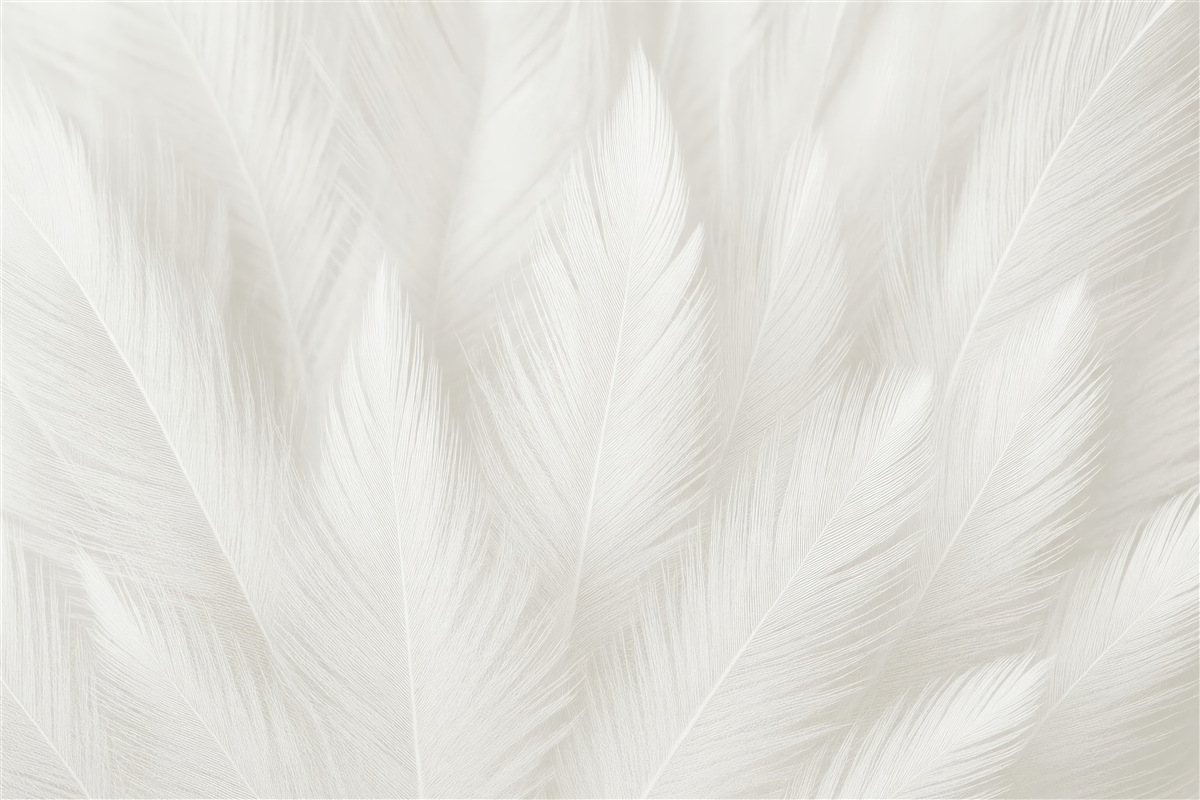 Fototapeta Białe piórka.