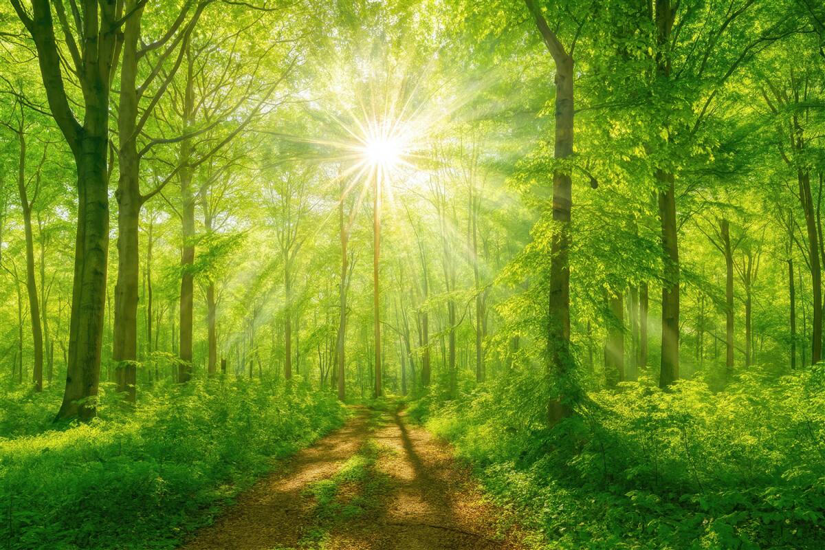 Fototapeta Trasa w nasłonecznionym lesie.