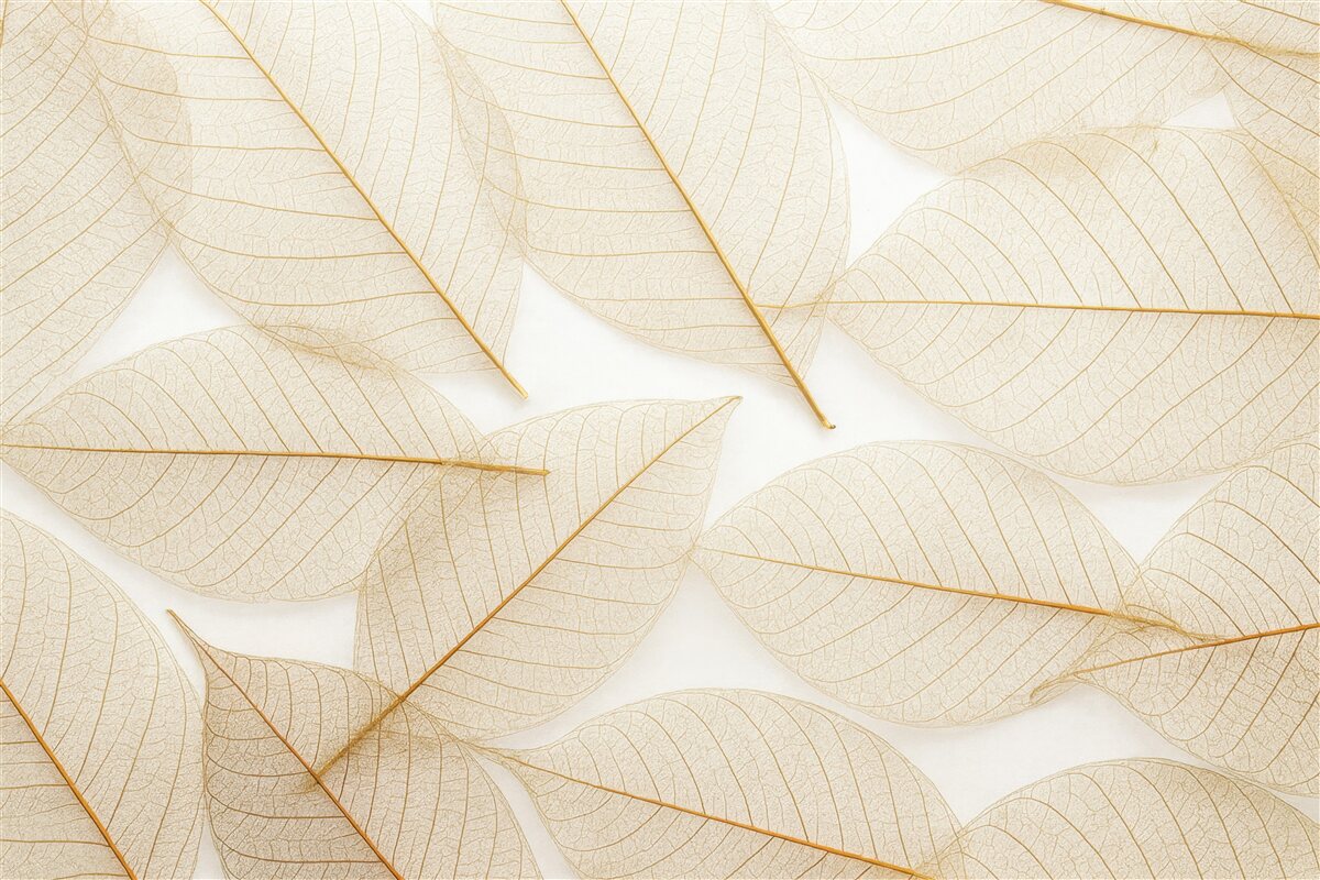 Fototapeta Przezroczyste liście.