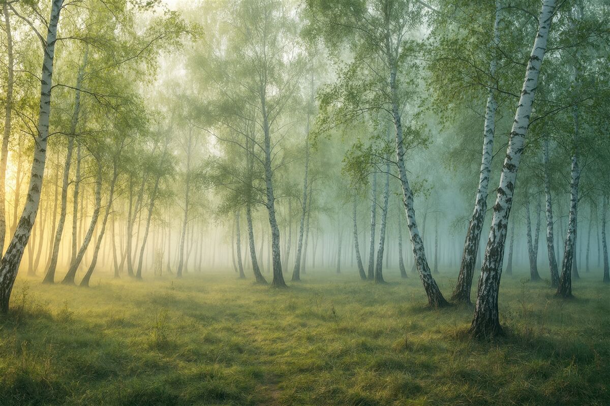 Fototapeta Mgła Brzozowy Lasł.