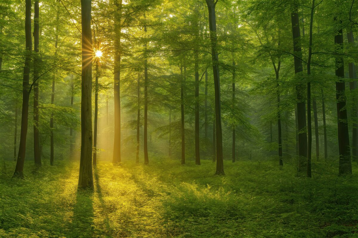 Fototapeta Spokój w słonecznym lesie.