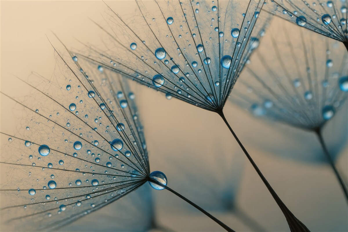 Fototapeta Mlecze z taszącymi kroplami wody.