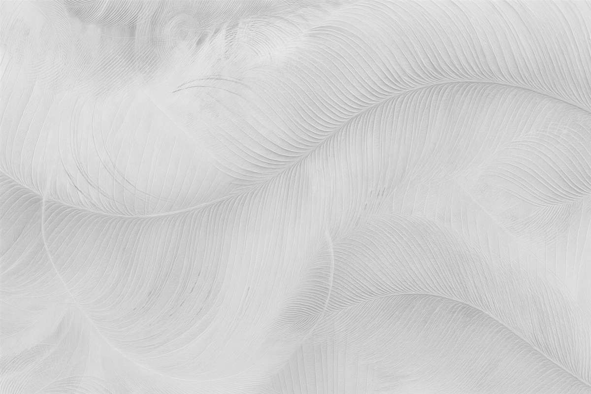 Fototapeta Delikatna struktura piór w tonacjach szarości.