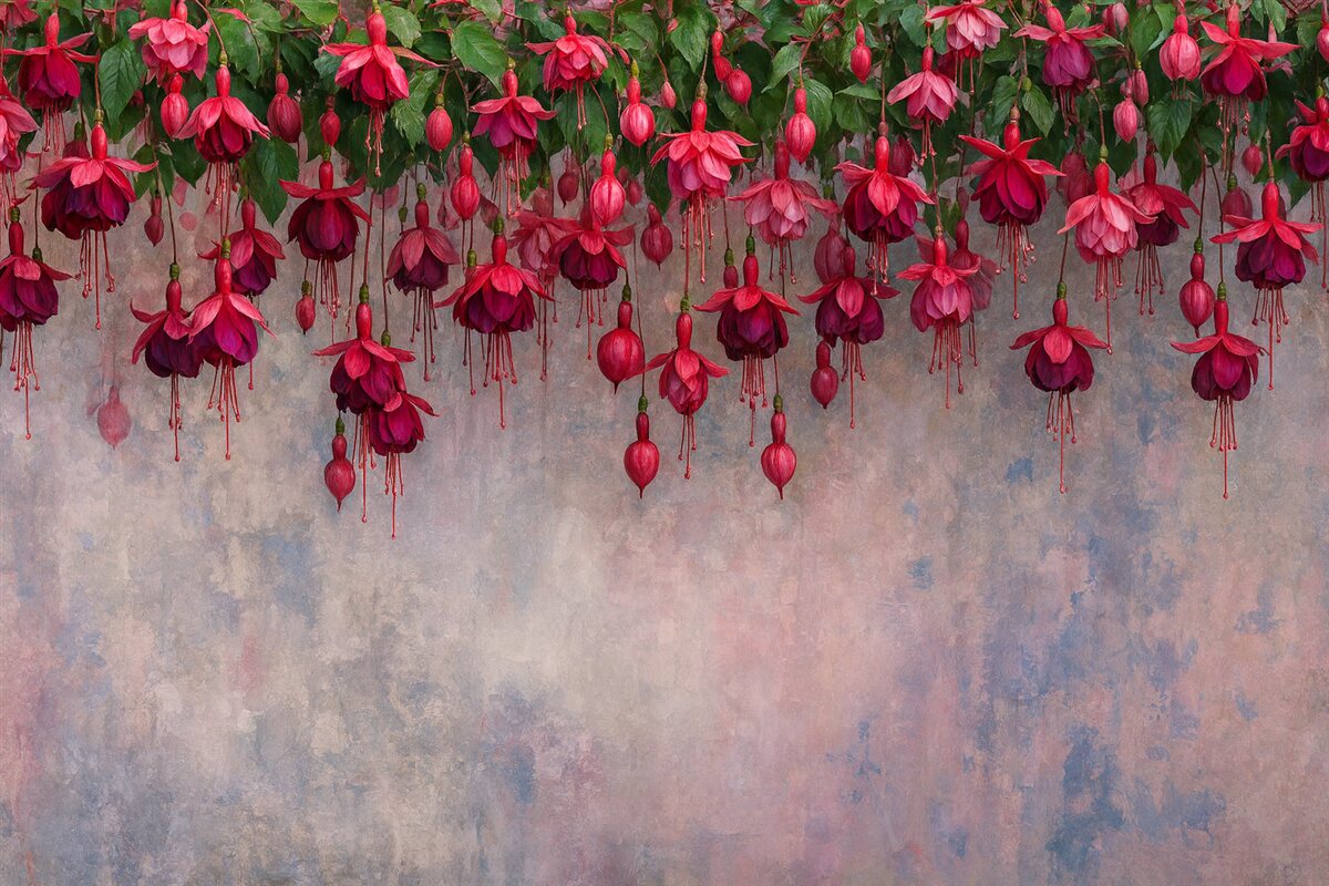 Fototapeta Wielkie fuksjowe kwiaty opadające z góry na tle stylowej ściany z efektem przetarć.