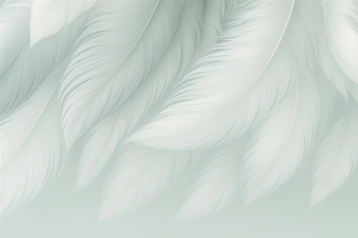 Fototapeta Białe pióra można zastąpić białymi piórami.