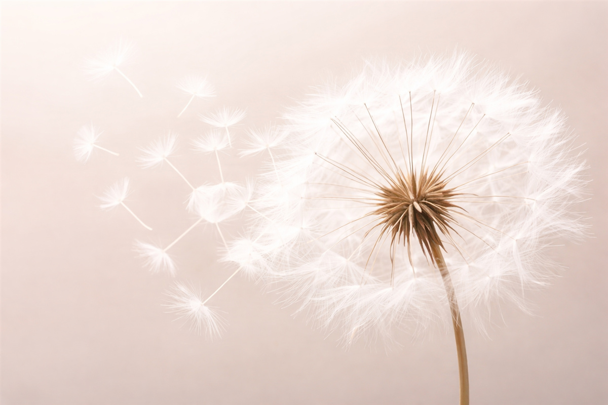 Fototapeta Wsp współczesna, delikatna kompozycja kwiatowa z całkowicie otwartą główką mniszka lekarskiego oraz unoszącymi się nasionami, na tle subtelnej struktury przypominającej materiał.