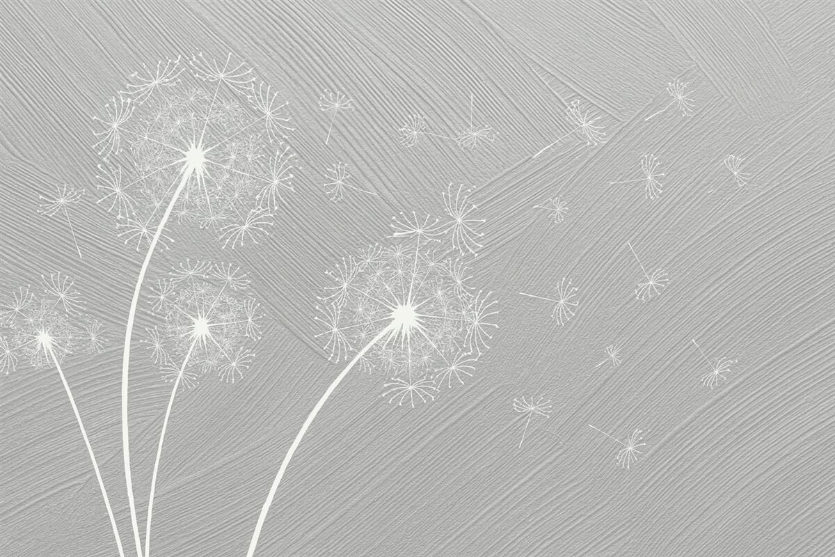 Fototapeta Wielkie białe mniszki medyczne.