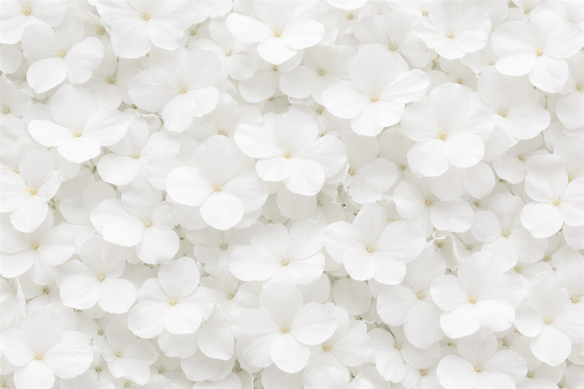 Fototapeta kwiaty w kolorze białym