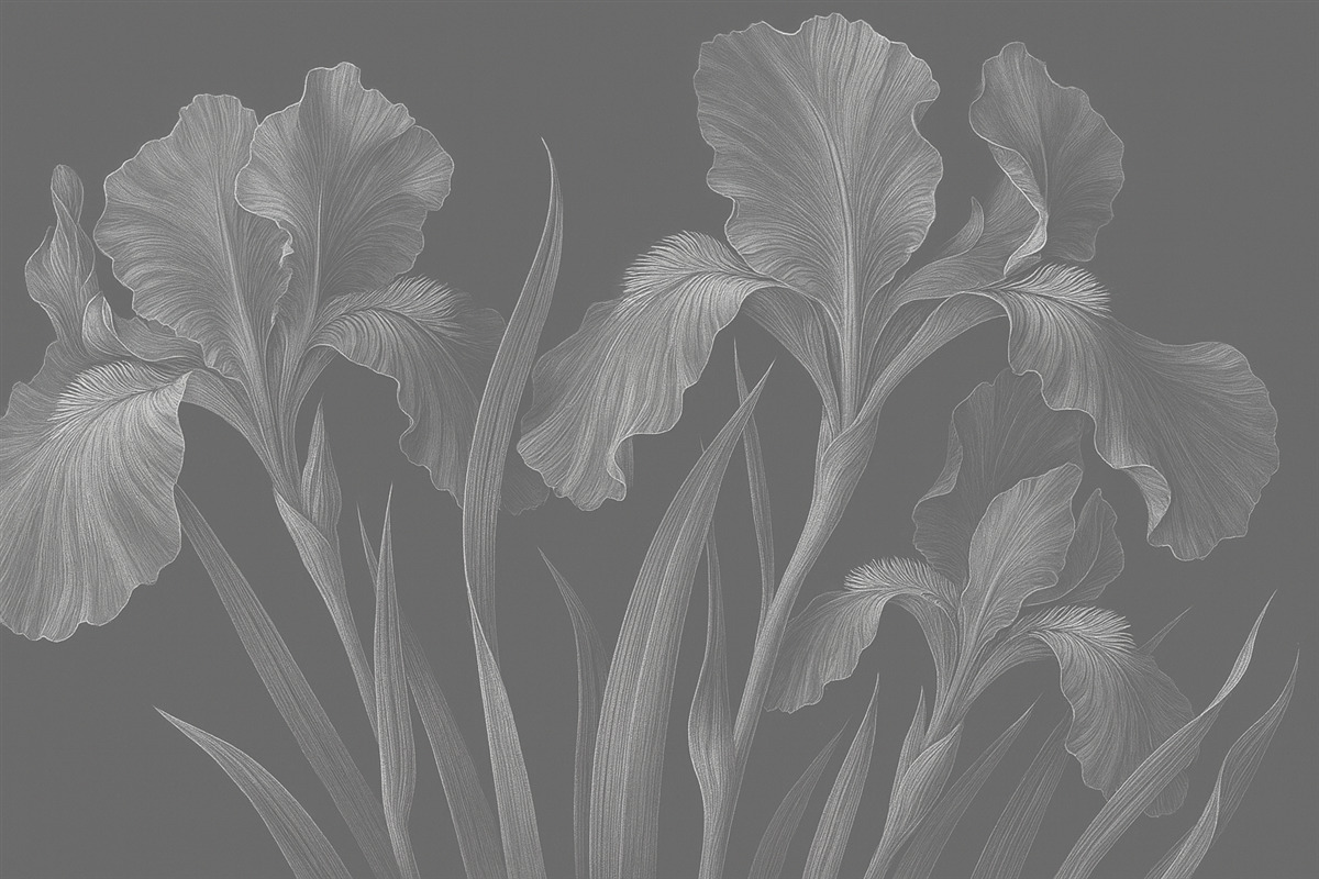 Fototapeta Grawerowanie z irysami