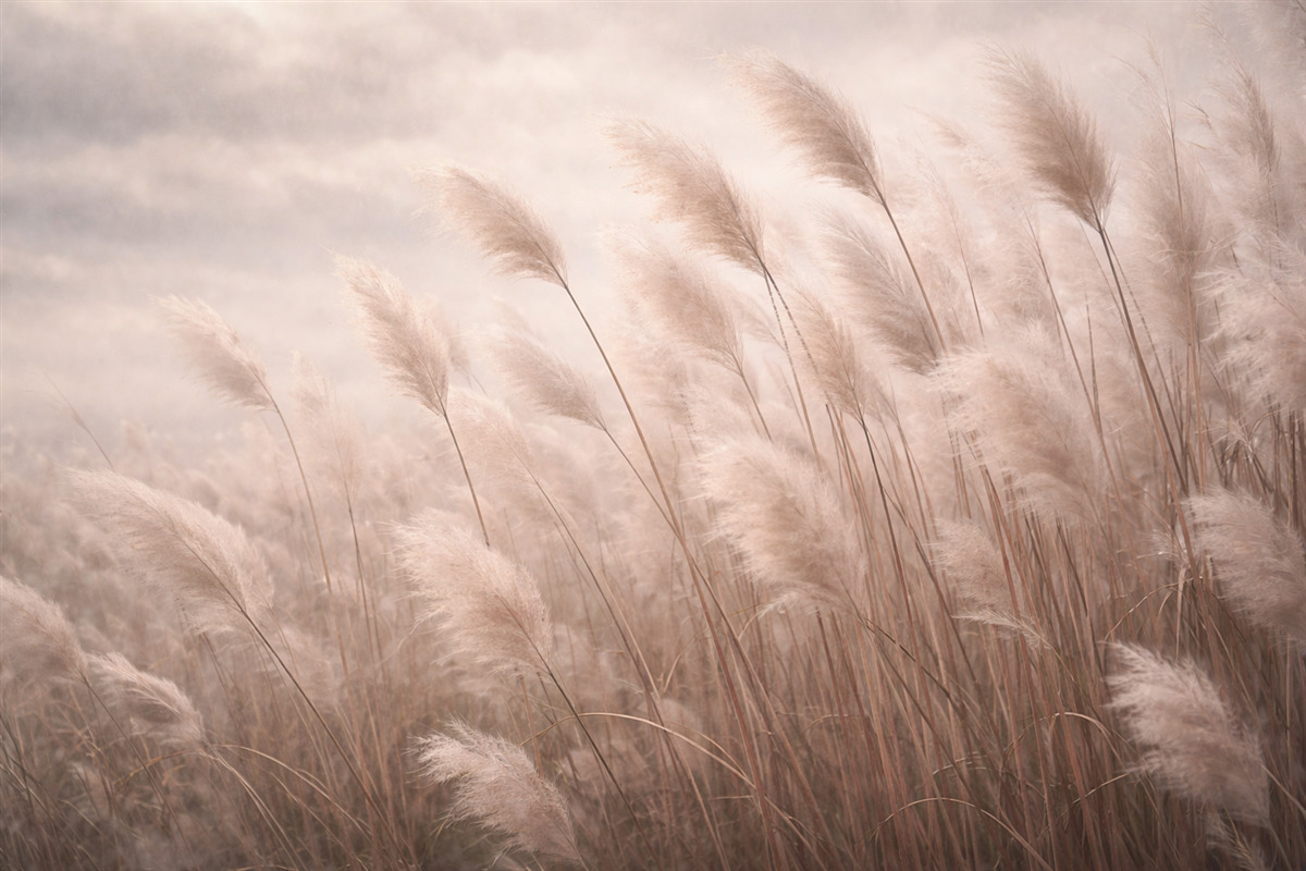 Fototapeta Wysokie rośliny w klimacie grunge.